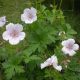 Geranium himalayense 'Derrick Cook'