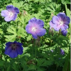 Geranium himalayense 'Baby Blue'