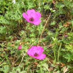 Geranium cinereum var. subcaulescens