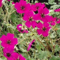 Geranium cinereum 'Guiseppii'