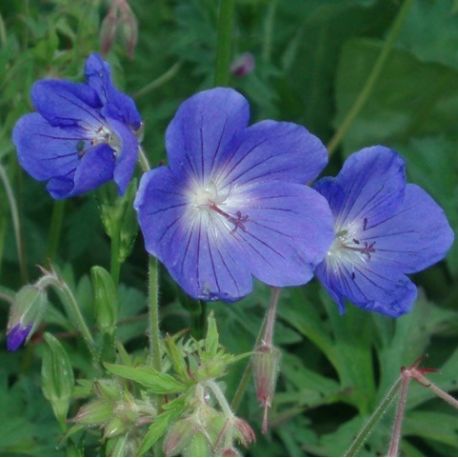 Geranium 'Brookside'