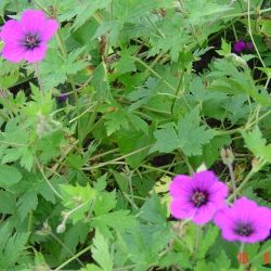 Geranium 'Ann Thompson'