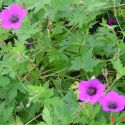 Geranium 'Ann Thompson'
