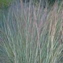 Schizachyrium scoparium 'Prairie Blues'