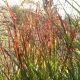 Panicum virgatum 'Haense Herms'