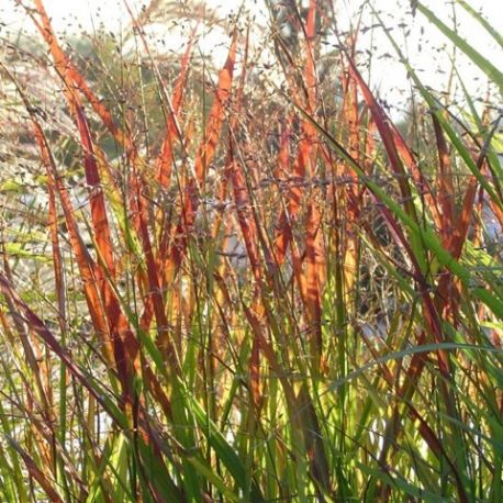 Panicum virgatum 'Haense Herms'