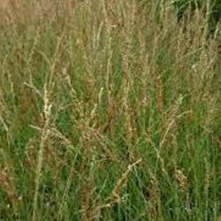 Molinia caerulea 'Heidezwerg'