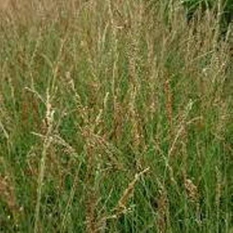 Molinia caerulea 'Heidezwerg'