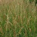 Molinia caerulea 'Heidezwerg'