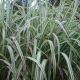 Miscanthus sinensis var. condensatus 'Cosmopolitan'