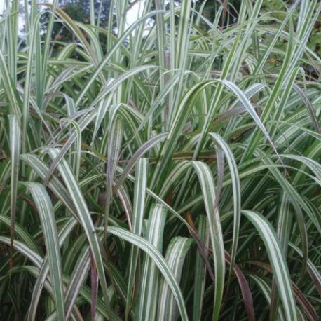Miscanthus sinensis var. condensatus 'Cosmopolitan'