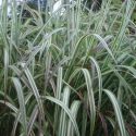 Miscanthus sinensis var. condensatus 'Cosmopolitan'