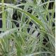 Miscanthus sinensis var. condensatus 'Cosmopolitan'