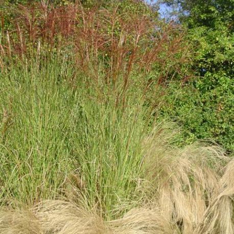 Miscanthus sinensis 'Gracillimus'