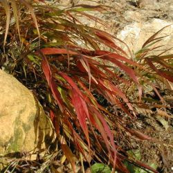 Hakonechloa macra 'Nicolas'