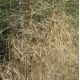 Deschampsia cespitosa 'Goldschleier'