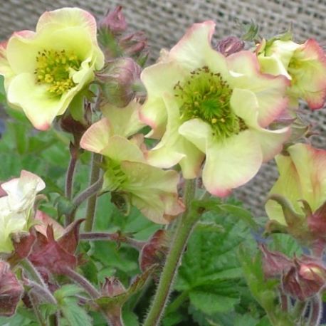 Geum rivale 'Lionel Cox'