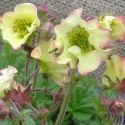 Geum rivale 'Lionel Cox'
