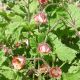 Geum rivale 'Leonard's Variety'