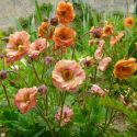 Geum 'Mai Taï'