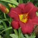 Hemerocallis 'Pardon Me'