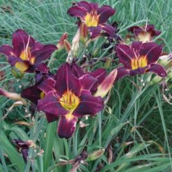 Hemerocallis 'Night Beacon'