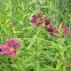 Hemerocallis 'Little Grapette'