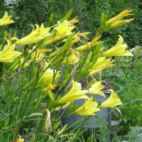 Hemerocallis citrina