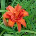 Hemerocallis fulva 'Flore Pleno'