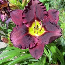 Hemerocallis 'Bela Lugosi'