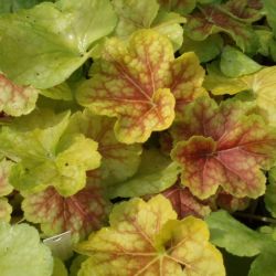 Heuchera 'Tiramisu'