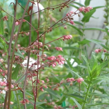 Heuchera 'Rachel'