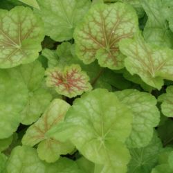 Heuchera 'Miracle'