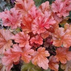 Heuchera 'Maroon BLush'