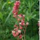 Heuchera cylindrica 'Hyperion'