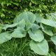 Hosta sieboldiana 'Elegans'