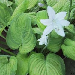 Hosta 'Guacamole'