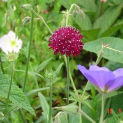 Knautia macedonica