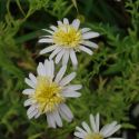 Kalimeris pinnatifida