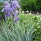 Iris pallida 'Variegata'