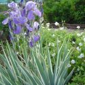 Iris pallida 'Variegata'