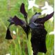 Iris chrysographes 'Black Form'