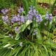 Hyacinthoides non scripta