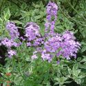 Hesperis matronalis