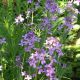 Hesperis matronalis