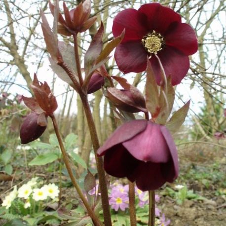 Helleborus orientalis 'Forme foncée'
