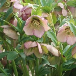 Helleborus orientalis 'Fleurs roses'