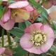 Helleborus orientalis 'Fleurs roses'
