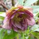 Helleborus orientalis 'fleurs doubles roses'