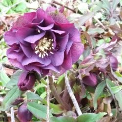 Helleborus orientalis 'fleurs doubles pourpres'